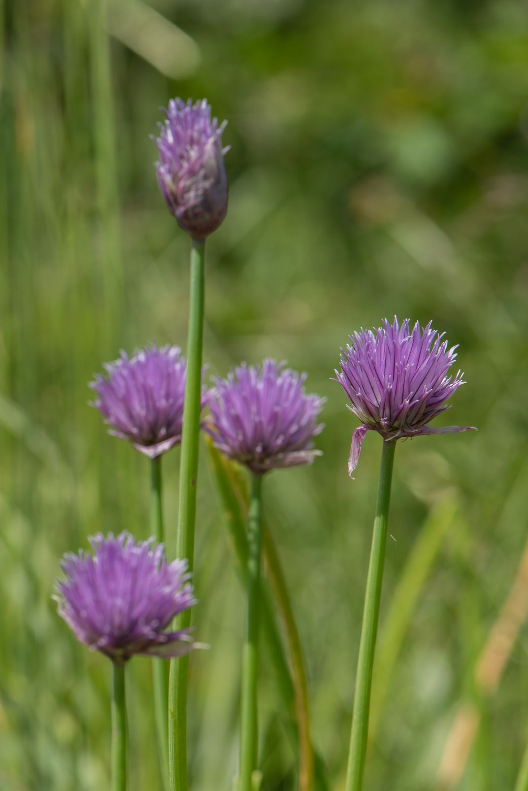 Allium Schoenoprasum 1 3 Smithsonian Photo Contest Smithsonian Magazine