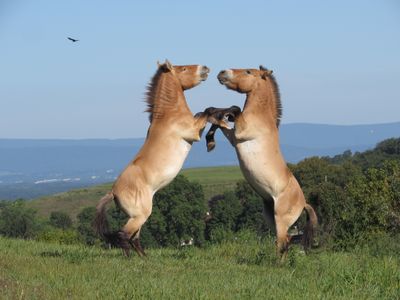 Two captive Przewalski’s horses at the Smithsonian Conservation Biology Institute's center in Fort Royal, Virginia