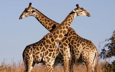 Giraffes hanging out on the savannah
