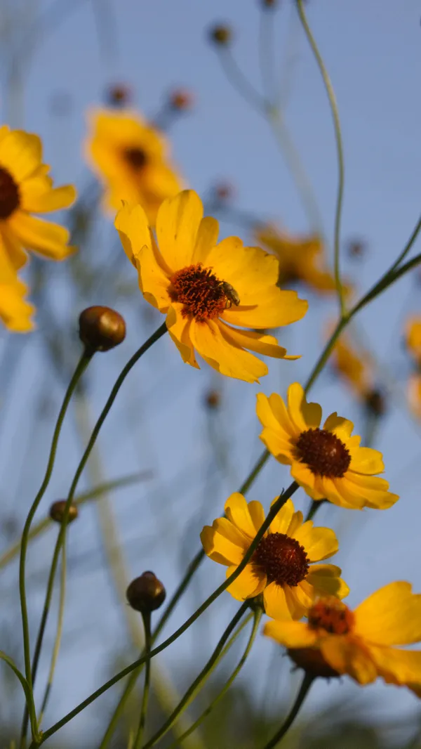 Tickseed 2 thumbnail