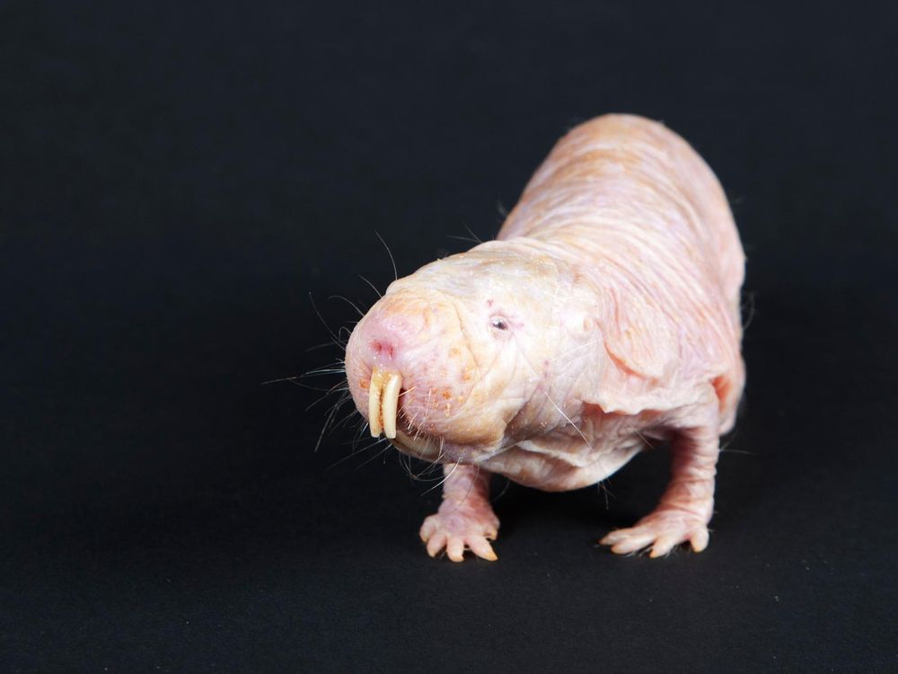 Naked mole rats can survive 18 minutes without oxygen. Here's how they do  it, Science