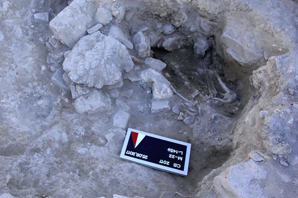 overview of skeleton half unearthed at dig site
