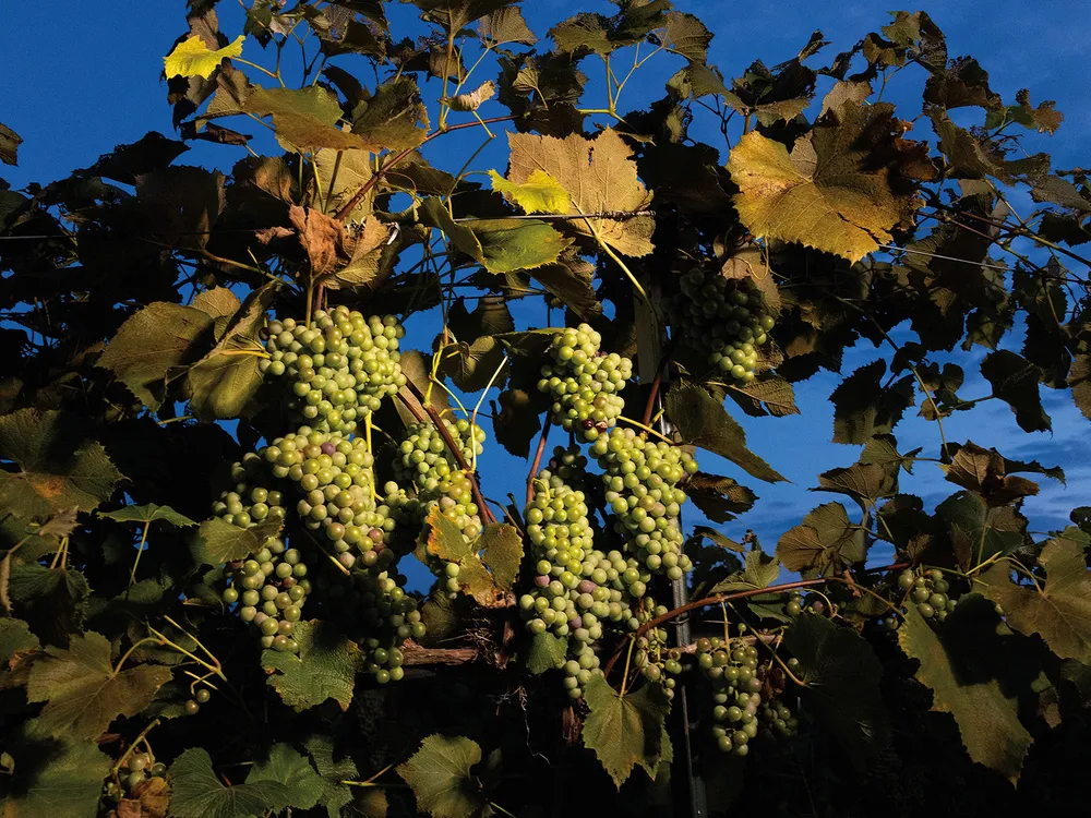 OPENER - Stark-Star grapes—native to North America, and considered a “champion cultivar” by Jerry Eisterhold, founder of TerraVox Winery.