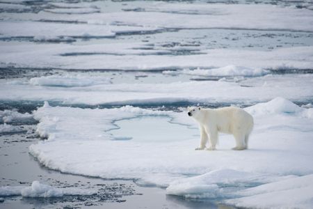 Polar bears have come to be known as climate change's ultimate victim, but in some places, they're still a menace to humans.
