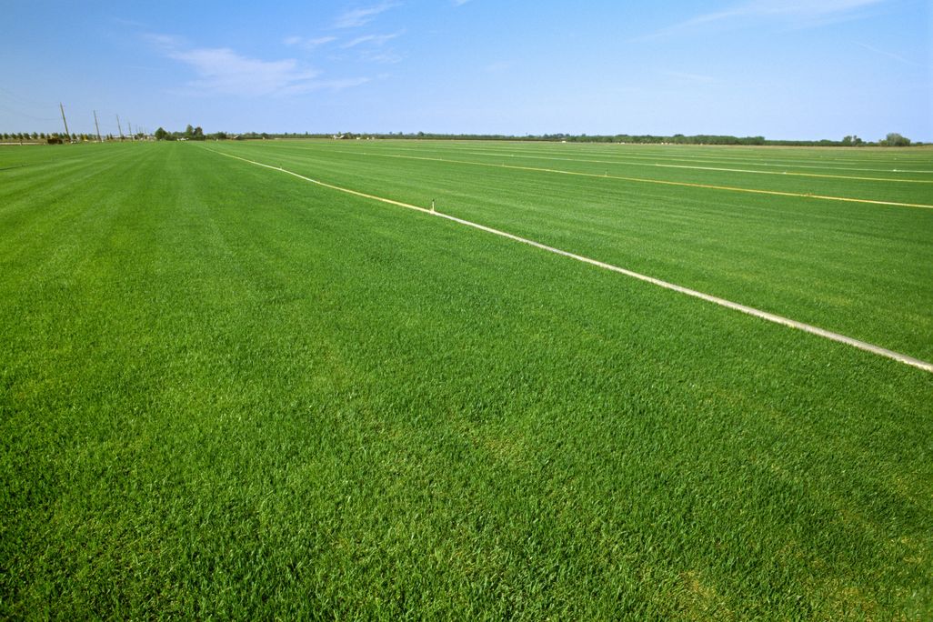 Farm field California