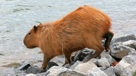 A wild capybara by a lake in Brazil