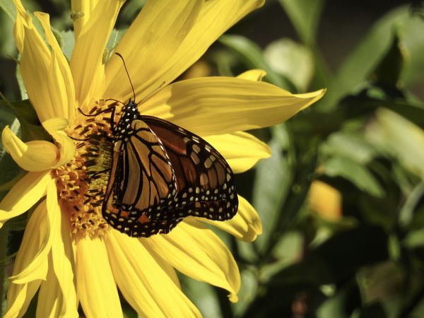 Monarch on a Sunflower thumbnail
