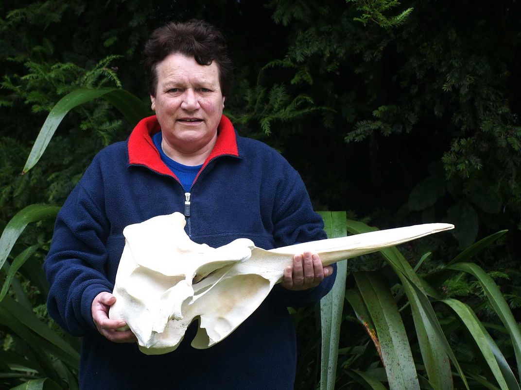 Beaked Whale Skull