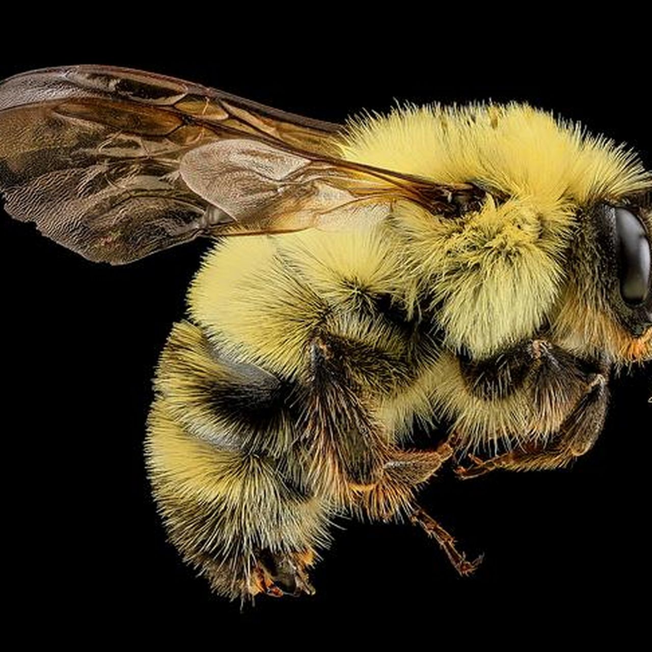 Bumblebees Are Getting Squeezed by Climate Change