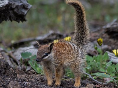 Researchers studied roughly 50 numbats over the course of a year.