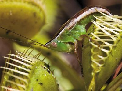 Venus flytrap captured katydid