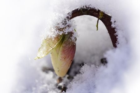 Plants and animals around the globe use a wide variety of evolutionary strategies to survive harsh winters. 