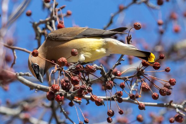 Cedar Waxwing in March thumbnail