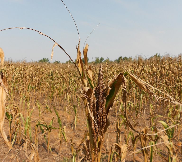 Drought in western Kentucky