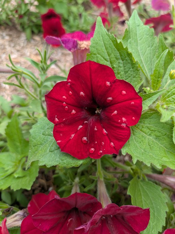 Flower after rain in a new town thumbnail