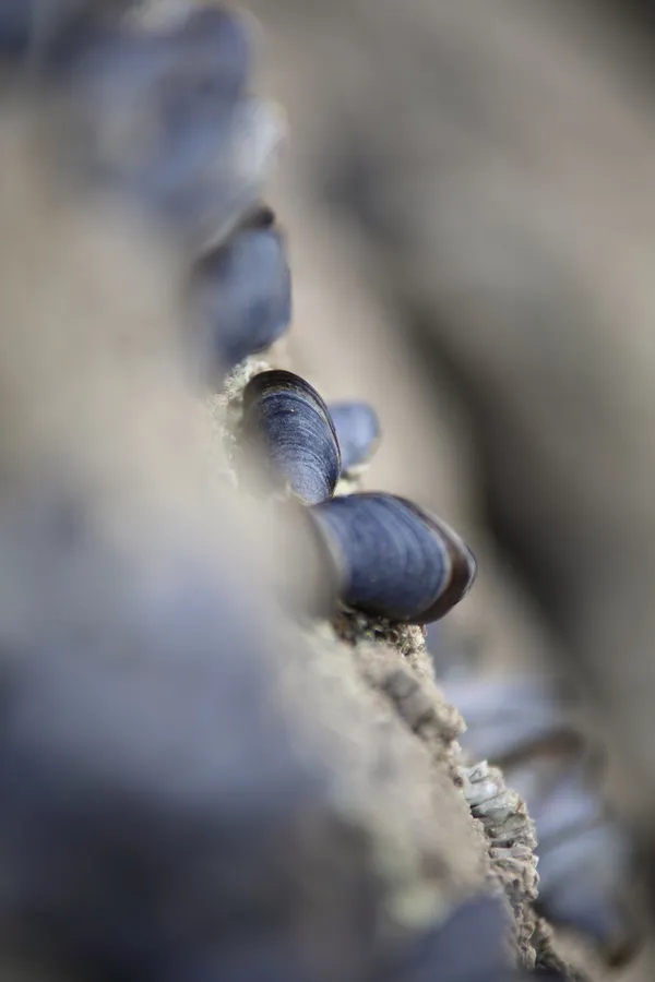 Abstract of sea mussles thumbnail
