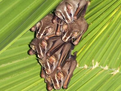 From leaf-engineering to complex social circles, there’s more to bats than flying and echolocation. 