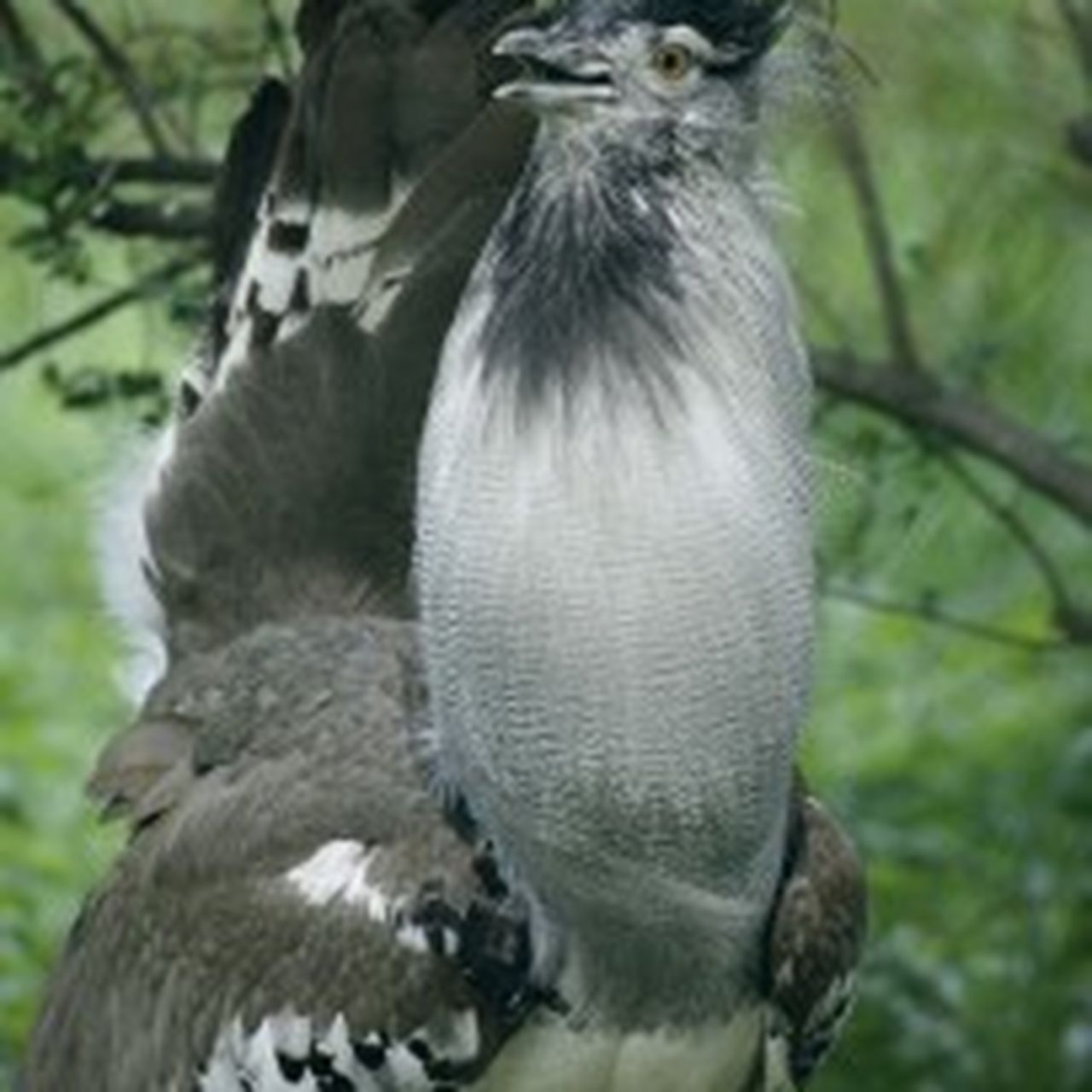 Can Kori Bustard Fly