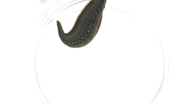 Preview thumbnail for New Leech Species Macrobdella mimicus