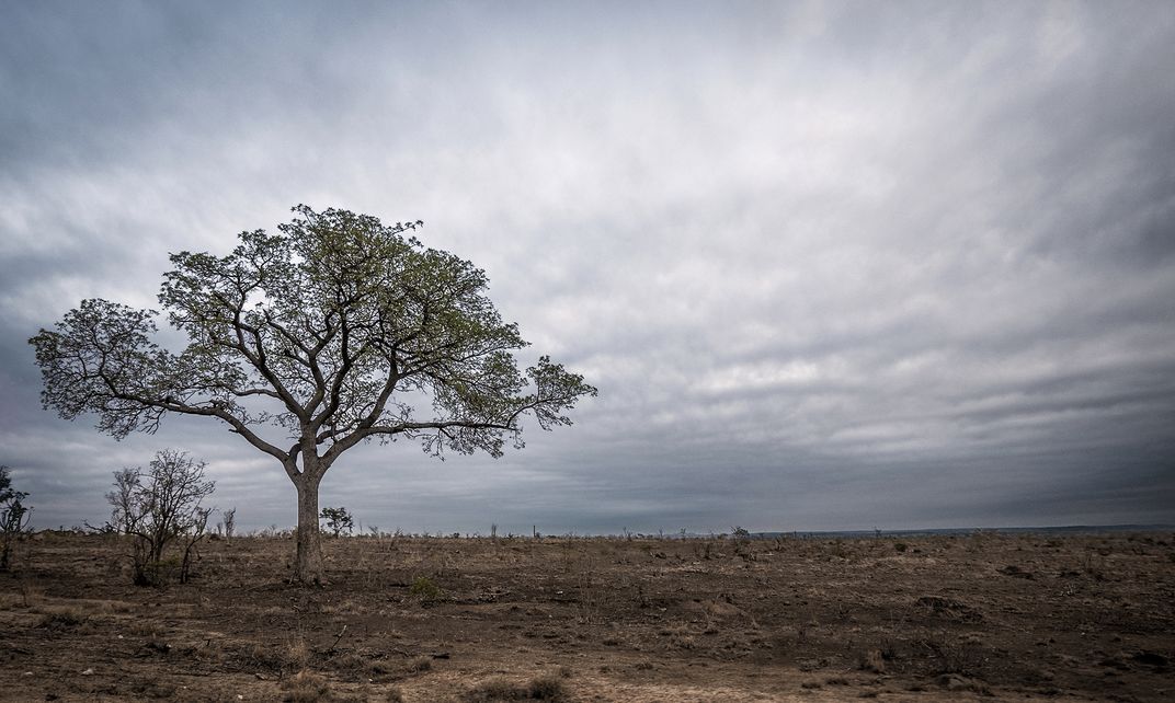tree in the savannah | Smithsonian Photo Contest | Smithsonian Magazine