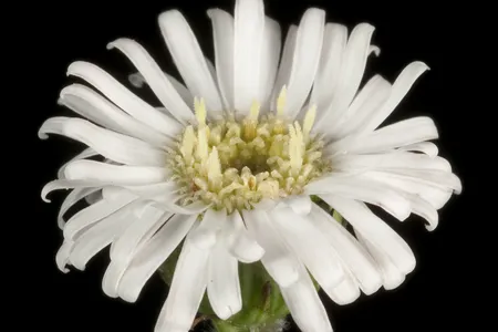 The samples of the unspecified species of flower belonged to the Lagenophora genus.