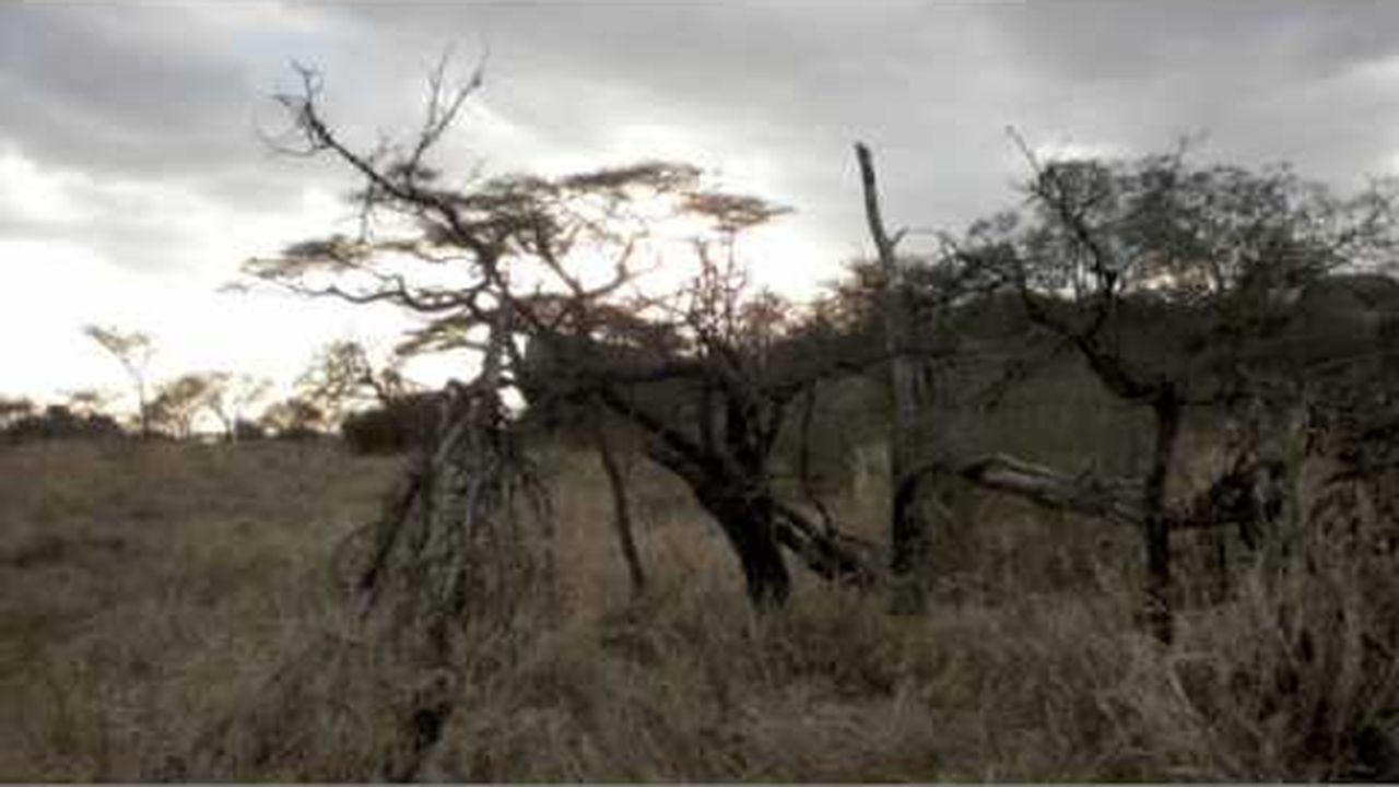 Preview thumbnail for Reporting from the Serengeti