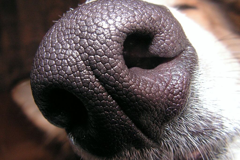 Dog Nose