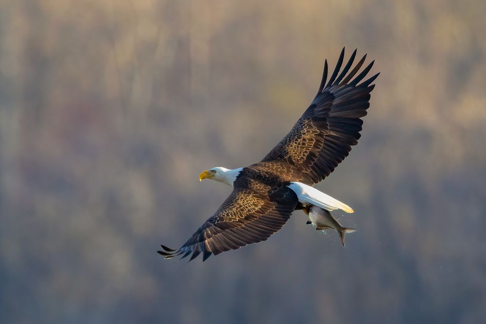 An eagle flies off in triumph after plucking a fish from the Susquehanna River at the Conowingo Dam in Maryland.