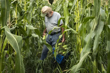 Farmer Paul Willard, 80, picking corn in his field. He shares the family farmhouse with his brother, Wendell, 74, a cabinetmaker who helps with farm chores, and Wendell&rsquo;s wife, Elizabeth Cooper, 64, who grew up on a nearby orchard and writes beautiful poetry.