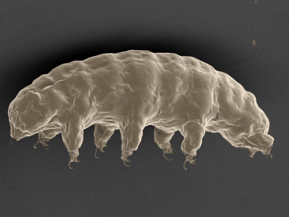 water bear in space