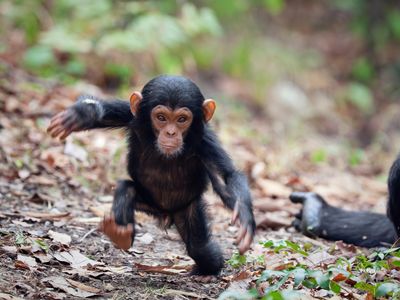 A young chimpanzee sets out for a stroll in Tanzania's Mahale Mountains National Park.
