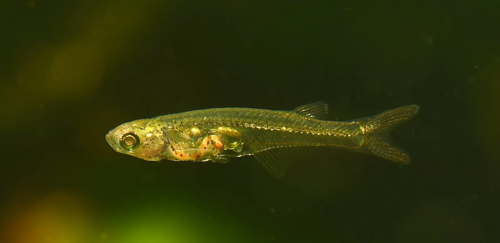 This Tiny Fish Can Make Sounds That Rival an Airplane or an Elephant—Now, Scientists Know How