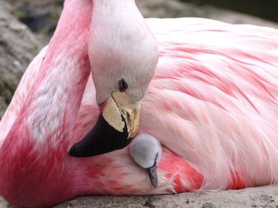 An Andean flamingo looks after a Chilean flamingo chick in a scheme to prompt the birds to breed.