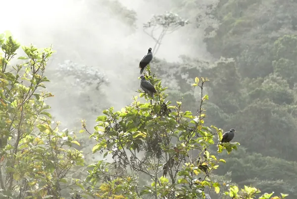 Band-tailed Pigeon Flock After a Rain thumbnail