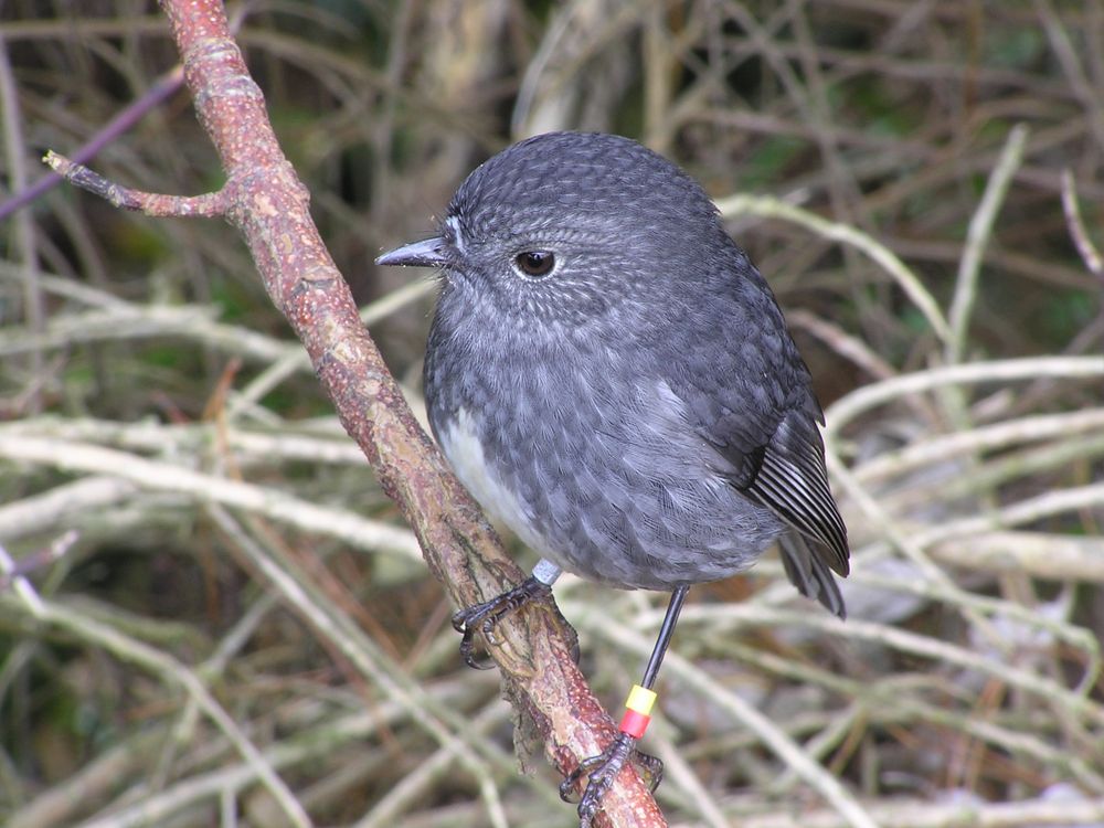 New Zealand North Island Robin