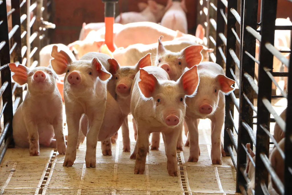 Pigs