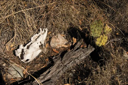 A sun-bleached skull is evidence of the first recorded jaguar predation on a black bear, linked to the big cat roaming this terrain.