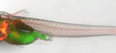 Spacefish! The medaka fish aboard the ISS are genetically modified so certain cells glow red or green.