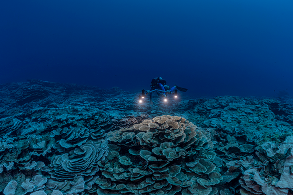 Scuba divers swim above the reef