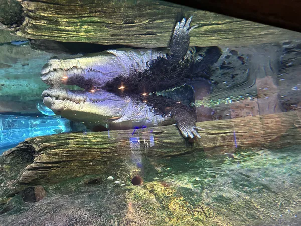 Two Crocodiles, One Reality thumbnail