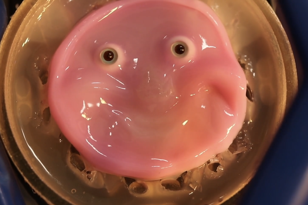 A pink, slimy smiling robot face on a dish