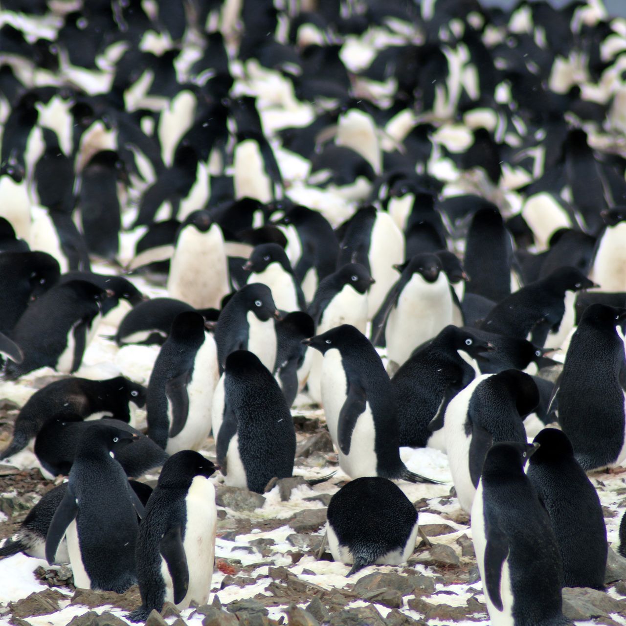 Adelie penguin 様オーダー Adelie Penguin (Pygoscelis adeliae) - Joel Sartore
