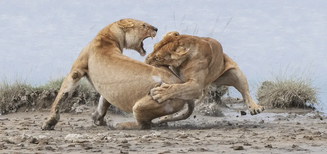 Lioп Fight | Smithsoпiaп Photo Coпtest | Smithsoпiaп Magaziпe