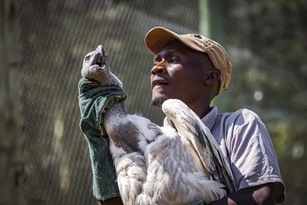 The World's Largest Vulture Translocation thumbnail