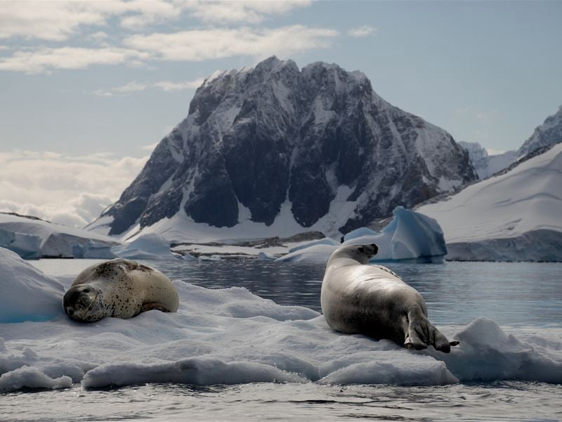 Seals floating on iceberg in Antarctica | Smithsonian Photo Contest ...