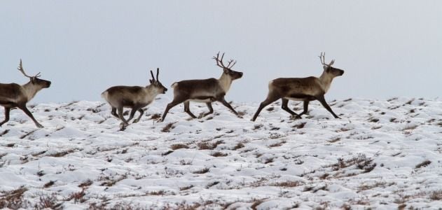 caribou-alamy-CBNN91-631.jpg