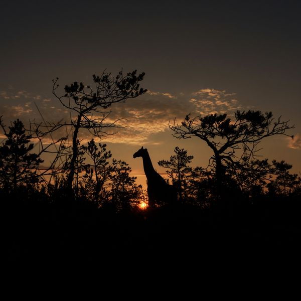 Savanna Dreams thumbnail