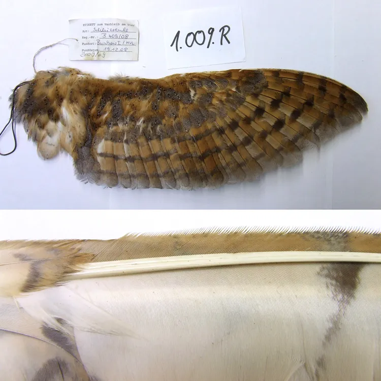 An owl wing and the bone