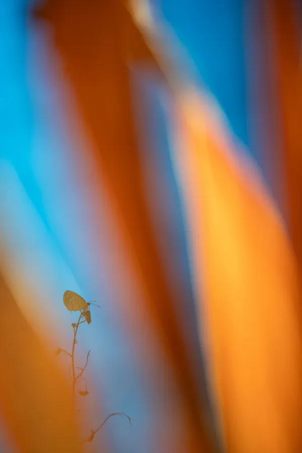 Butterflies after withered leaves thumbnail
