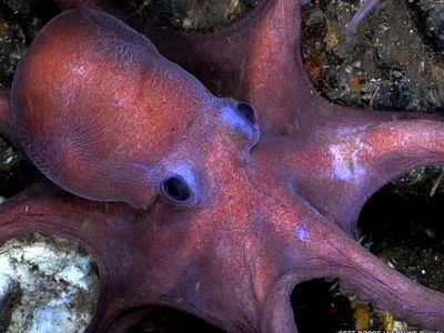 An octopus in the eastern Pacific